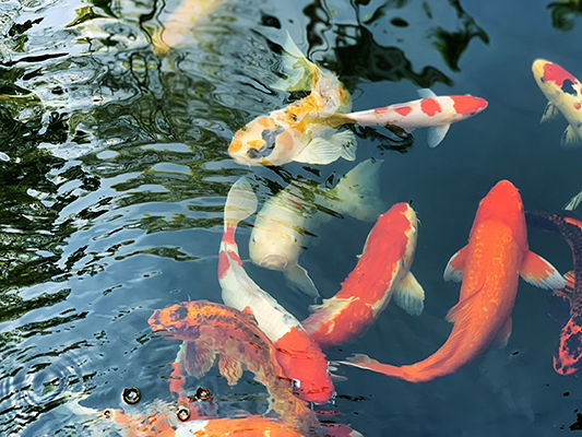 Fish brings Luck | Tantallon Capital